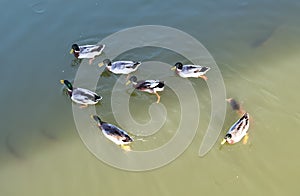 Nature Zhuhai Xiangshan Park Garden Animals Fish Ponds Baby Swan Lake Black Swans Swimming Ducks Family Ducklings Swim Outdoor