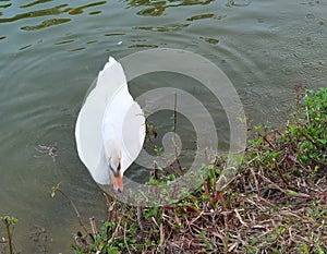 Nature Zhuhai Xiangshan Park Garden Animals Fish Ponds Baby Swan Lake Black Swans Swimming Ducks Family Ducklings Swim Outdoor