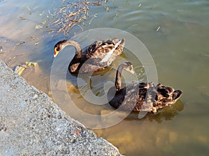 Naturaleza jardín los animales estanques un nino cisne negro cisnes nadar familia recreación actividad externo 
