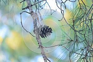 Forest trees,cone ,network, leaves
