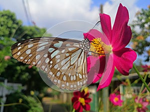 Naturel lifestyle butterfly flower frendship photo