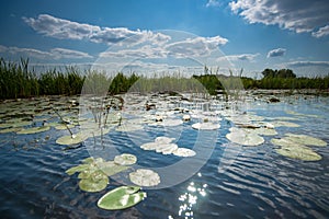 Naturel Lotus flower Ellisiana or Tubtim Siam Water Lily