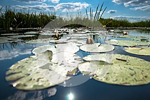 Naturel Lotus flower Ellisiana or Tubtim Siam Water Lily on a sunny reflective water canal