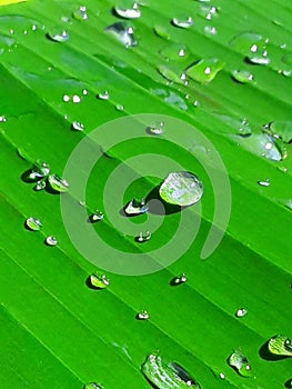 naturel   the rain   dominicana   light    water   tree   creen  