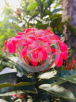 Naturel read flower in sri lanka