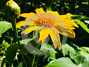 Naturel suriya kantha flower in sri lanka