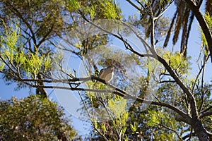The bird in the tree photo