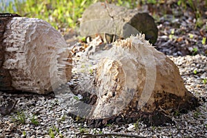 Natures architects, the beaver