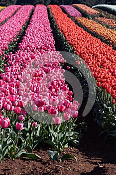 Natures beauty with a human hand showing off natures pink, red and orange colours