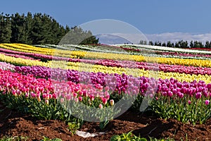 Natures beauty with a human hand to create a colourful vista in the open air