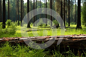 Natures beauty Pine forest with a log on vibrant grass