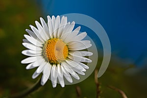 Natures beauty vibrant daisy shines against blue backdrop