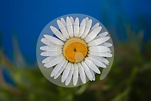 Natures beauty vibrant daisy shines against blue backdrop