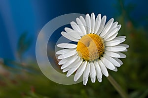 Natures beauty vibrant daisy shines against blue backdrop