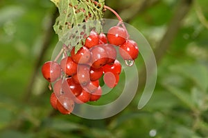 Natures Bounty Gifts of Nature The Winter Berries of The Guelder Rose