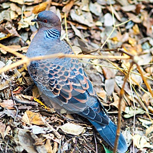 Natures camouflage ... Wild Oriental Turtle Dove, Streptopelia orientalis