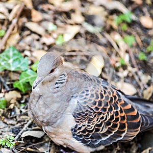 Natures camouflage ... Wild Oriental Turtle Dove, Streptopelia orientalis, in the forest.