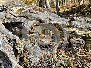 Natures confusion abstract of aged cracked chipped and twisted tangled old tree roots