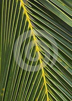 Natures design with Palm tree Hawaii