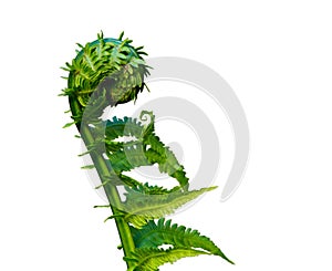 Natures Fresh Springtime Fern