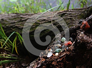 Natures Gifts Display of Natural Gemstones and Crystals