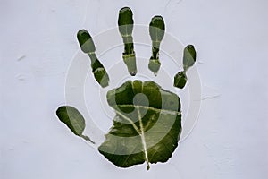 Natures handprint on white background green leaf with visible veins and water droplets