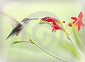 Hummingbird in Flight - Natures littlest miracle photo