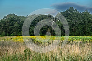 Natures Meadow