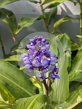 Natures Palette: Captivating Purple Spiderwort Blossom