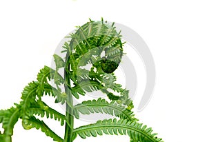 Natures Wonder Spring Time Fresh Fern Beggining photo