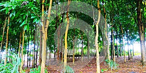 NatureTrees and leaf