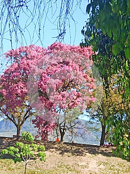 Natureza exuberante calma