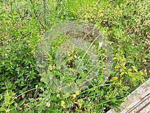 Natureza flores borboleta verde Nature green flowers open air