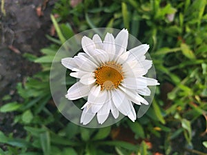 Natureâ€‹ whiteâ€‹ flowerâ€‹