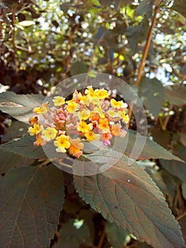 Naturist bundle flower