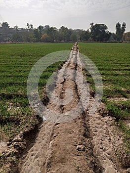 Naturle irrigation system & x28; wheat  field in misrial talagang pakistan