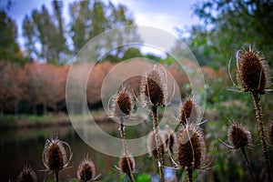 NaturÃ© forest scene in colors blurry background