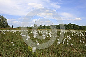 Natuurgebied Laegieskamp Nederland, Nature reserve Laegieskamp N