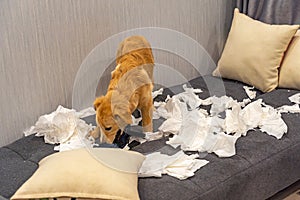 Naught bad golden dog playing and biting toilet paper photo