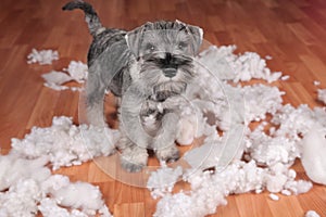 Naughty bad cute schnauzer puppy dog made a mess at home, destroyed plush toy. The dog is home alone.