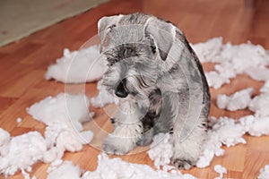 Naughty bad cute schnauzer puppy dog made a mess at home, destroyed plush toy. The dog is home alone.