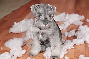 Naughty bad cute schnauzer puppy dog made a mess at home, destroyed plush toy. The dog is home alone.