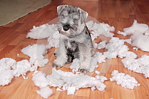 Naughty bad cute schnauzer puppy dog made a mess at home, destroyed plush toy. The dog is home alone.