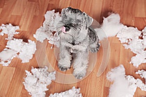 Naughty bad cute schnauzer puppy dog made a mess at home, destroyed plush toy. The dog is home alone.