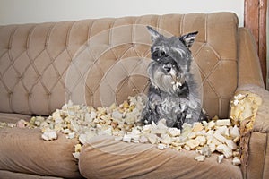 Naughty bad schnauzer puppy dog lies on a couch that she has just destroyed.