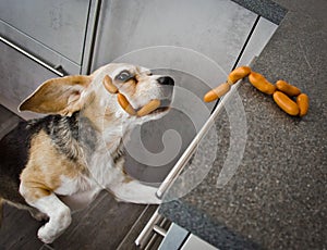 A naughty Beagle, a dog, steals sausages