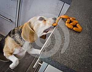 A naughty Beagle, a dog, steals sausages