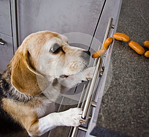 A naughty Beagle, a dog, steals sausages