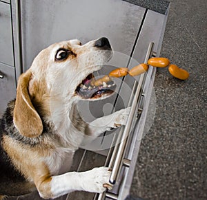 A naughty Beagle, a dog, steals sausages