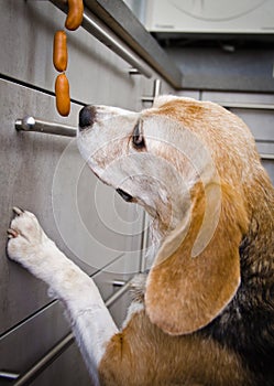 A naughty Beagle, a dog, steals sausages